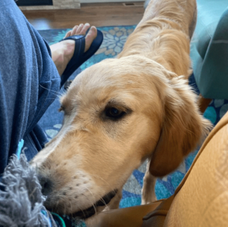 Illustration de l'article : 20 regards légendaires de chiens gourmands qui vous implorent de partager un morceau