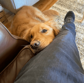 Illustration de l'article : 20 regards légendaires de chiens gourmands qui vous implorent de partager un morceau