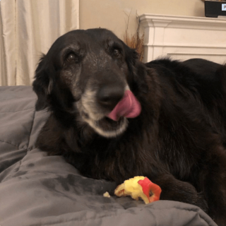 Illustration de l'article : 20 regards légendaires de chiens gourmands qui vous implorent de partager un morceau