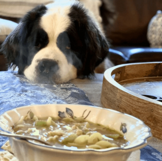 Illustration de l'article : 20 regards légendaires de chiens gourmands qui vous implorent de partager un morceau