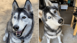 Illustration de l'article : 20 regards légendaires de chiens gourmands qui vous implorent de partager un morceau
