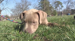 Illustration de l'article : Prête à tout pour sauver son chiot volé, une femme publie des photos du cambrioleur qui l’a enlevé