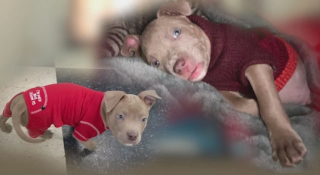 Illustration de l'article : Prête à tout pour sauver son chiot volé, une femme publie des photos du cambrioleur qui l’a enlevé