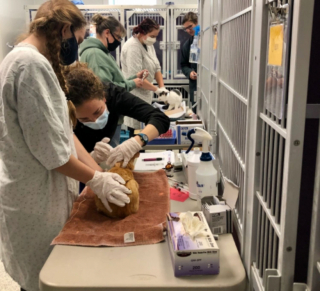 Illustration de l'article : Après avoir sauvé 52 chats d’une maison abandonnée, ils se retrouvent avec 3 chatons supplémentaires le lendemain !