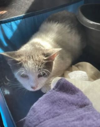 Illustration de l'article : Après avoir sauvé 52 chats d’une maison abandonnée, ils se retrouvent avec 3 chatons supplémentaires le lendemain !