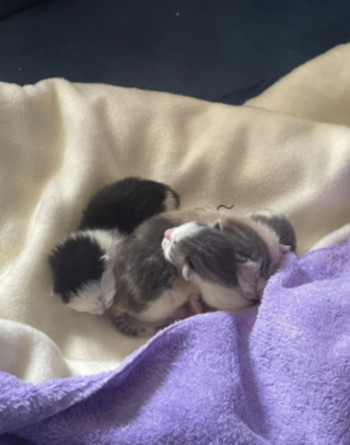 Illustration de l'article : Après avoir sauvé 52 chats d’une maison abandonnée, ils se retrouvent avec 3 chatons supplémentaires le lendemain !