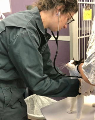 Illustration de l'article : Après avoir sauvé 52 chats d’une maison abandonnée, ils se retrouvent avec 3 chatons supplémentaires le lendemain !