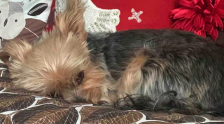 Illustration de l'article : Un Yorkshire Terrier s’est courageusement interposé entre un coyote et sa maîtresse de 10 ans pour la protéger