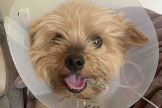 Illustration de l'article : Un Yorkshire Terrier s’est courageusement interposé entre un coyote et sa maîtresse de 10 ans pour la protéger