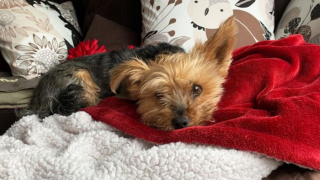 Illustration de l'article : Un Yorkshire Terrier s’est courageusement interposé entre un coyote et sa maîtresse de 10 ans pour la protéger