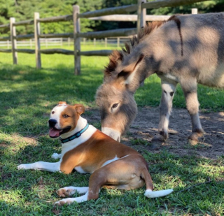 Illustration de l'article : Un âne pas du tout sociable change d’attitude en rencontrant un Pitbull à la joie de vivre débordante