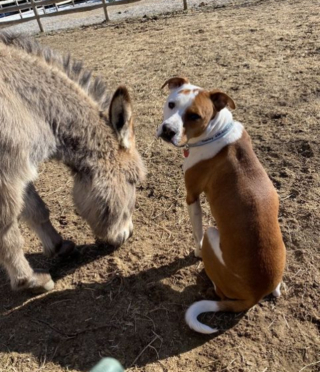 Illustration de l'article : Un âne pas du tout sociable change d’attitude en rencontrant un Pitbull à la joie de vivre débordante