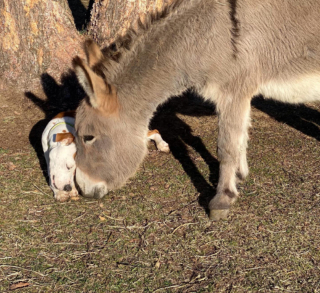 Illustration de l'article : Un âne pas du tout sociable change d’attitude en rencontrant un Pitbull à la joie de vivre débordante