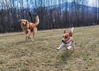 Illustration de l'article : Un Jack Russell Terrier vient en aide à un Golden Retriever pris au piège depuis 32 jours
