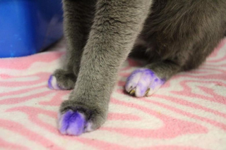Illustration de l'article : Un chat gris aux pattes violettes suscite de nombreuses interrogations