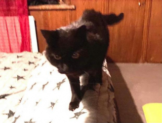 Illustration de l'article : Une famille perd son chat dans un déménagement et reçoit un appel 6 ans après