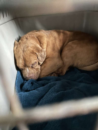 Illustration de l'article : Après avoir été enchaîné pendant 8 ans, un chien n’en revient pas d’avoir son propre lit