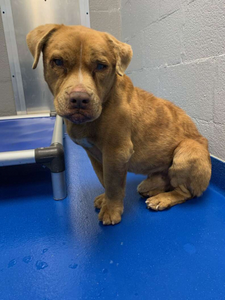 Illustration de l'article : Après avoir été enchaîné pendant 8 ans, un chien n’en revient pas d’avoir son propre lit