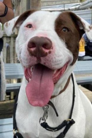 Illustration de l'article : Trop intimid&eacute; par le second chien de la famille, ce Bouledogue se retrouve seul et sans foyer