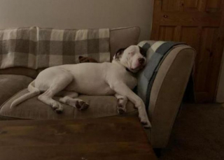 Illustration de l'article : Trop intimidé par le second chien de la famille, ce Bouledogue se retrouve seul et sans foyer