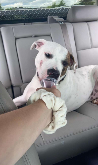 Illustration de l'article : Un chien abandonné fait tout son possible pour séduire les personnes qui l’ont trouvé et les convaincre de l’adopter