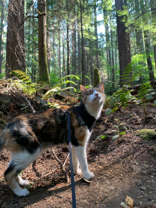 Illustration de l'article : Une chatte aveugle fan de randonnées prend sa revanche sur la vie (vidéo)
