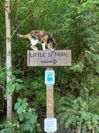 Illustration de l'article : Une chatte aveugle fan de randonnées prend sa revanche sur la vie (vidéo)