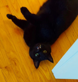 Illustration de l'article : Une bénévole tombe sous le charme d’un chat au visage particulier qui ne trouve pas de famille adoptive (vidéo)