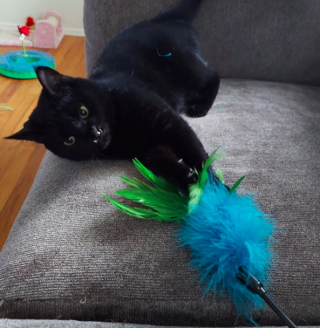 Illustration de l'article : Une bénévole tombe sous le charme d’un chat au visage particulier qui ne trouve pas de famille adoptive (vidéo)