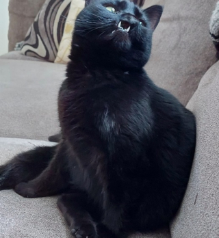 Illustration de l'article : Une bénévole tombe sous le charme d’un chat au visage particulier qui ne trouve pas de famille adoptive (vidéo)