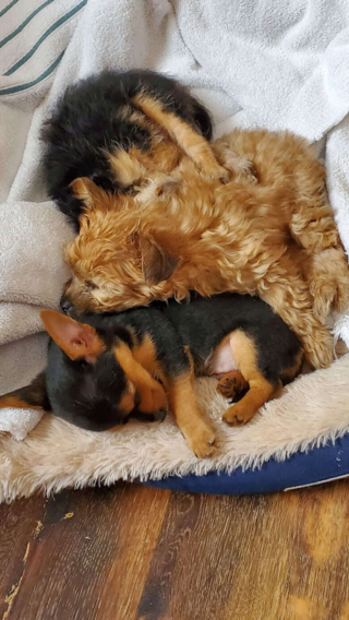 Illustration de l'article : 3 chiots issus d’une même portée deviennent complètement différents à l’âge adulte