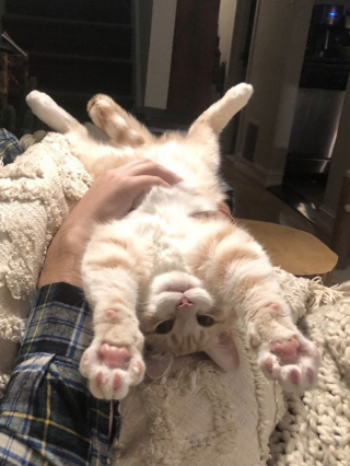 Illustration de l'article : 16 photos de chiens et chats qui vont vous rendre joyeux