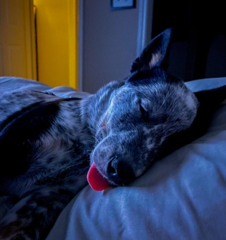 Illustration de l'article : 16 photos de chiens et chats qui vont vous rendre joyeux