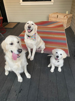 Illustration de l'article : 16 photos de chiens et chats qui vont vous rendre joyeux