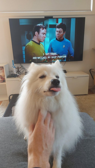 Illustration de l'article : 16 photos de chiens et chats qui vont vous rendre joyeux