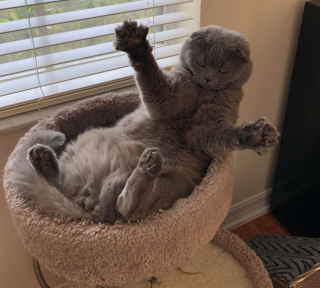 Illustration de l'article : 16 photos de chiens et chats qui vont vous rendre joyeux