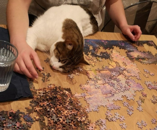 Illustration de l'article : 16 photos de chiens et chats qui vont vous rendre joyeux