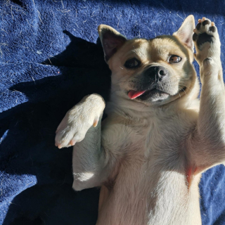 Illustration de l'article : 16 photos de chiens et chats qui vont vous rendre joyeux