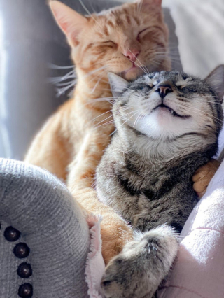 Illustration de l'article : 16 photos de chiens et chats qui vont vous rendre joyeux