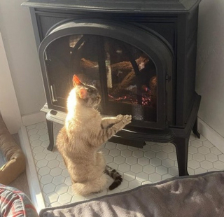 Illustration de l'article : 16 photos de chiens et chats qui vont vous rendre joyeux