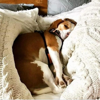 Illustration de l'article : 16 photos de chiens et chats qui vont vous rendre joyeux