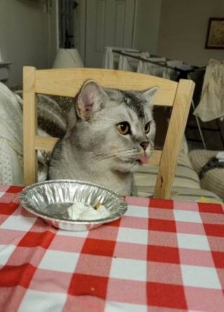 Illustration de l'article : 16 photos de chiens et chats qui vont vous rendre joyeux