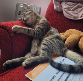 Illustration de l'article : 16 photos de chiens et chats qui vont vous rendre joyeux