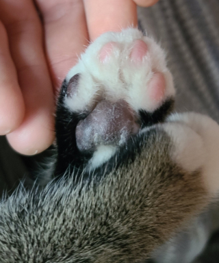 Illustration de l'article : 10 photos de chiens et de chats qui vont vous ébahir devant les merveilles de la nature