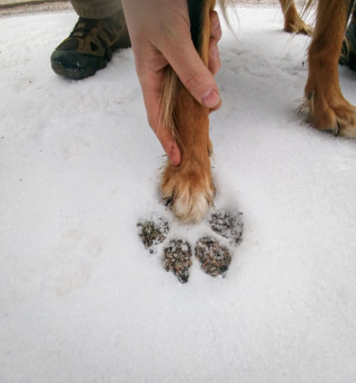 Illustration de l'article : 10 photos de chiens et de chats qui vont vous ébahir devant les merveilles de la nature