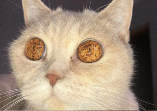 Illustration de l'article : 10 photos de chiens et de chats qui vont vous ébahir devant les merveilles de la nature