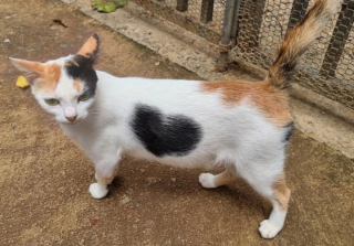 Illustration de l'article : 10 photos de chiens et de chats qui vont vous ébahir devant les merveilles de la nature