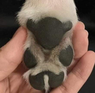 Illustration de l'article : 10 photos de chiens et de chats qui vont vous ébahir devant les merveilles de la nature