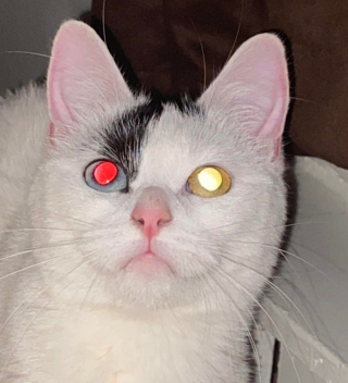 Illustration de l'article : 10 photos de chiens et de chats qui vont vous ébahir devant les merveilles de la nature