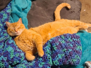 Article infographic: 13 lovable animal pictures that will make you discover the definition of the word 